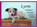 Lyra Australian Shepherd Puppy Female