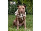 Zoey Pit Bull Terrier Adult Female