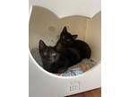 Tito & Cosmo Domestic Shorthair Kitten Male