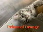 Prince of Orange Domestic Mediumhair Kitten Male