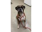 Braedy / Buddy Boxer Adult Male