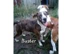 Buster Plott Hound Young Male