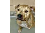 Rufio American Pit Bull Terrier Adult Male