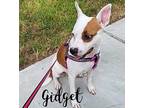 Gidget American Pit Bull Terrier Adult Female