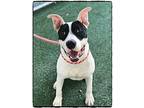 LUCY Bull Terrier Young Female