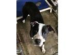 Frodo American Staffordshire Terrier Adult Male