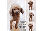 Larry from Korea Poodle (Miniature) Young Male