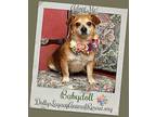 BABYDOLL - Medical Hold Chihuahua Adult Female
