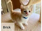 Brick Domestic Shorthair Kitten Male