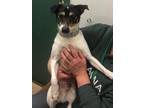 11741 3575 Buddy Rat Terrier Adult Male