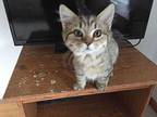 Hale Domestic Shorthair Kitten Male