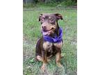 Cocoa Manchester Terrier Young Female