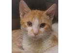 Adopt Beaver a Domestic Short Hair