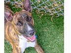 GIDGET Boxer Young Male