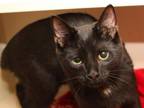 Adopt Shane a Domestic Short Hair