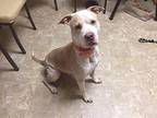 Clyde American Staffordshire Terrier Adult Male