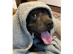 Adopt Alfredo a Pit Bull Terrier
