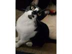 Tickles American Shorthair Young Male