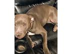 Kooter Joe Pit Bull Terrier Young Male