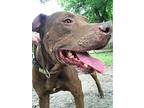 Ambrose - Needs Foster Labrador Retriever Senior Male