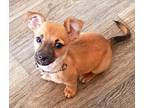 Rufus Chihuahua Puppy Male