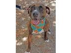 Lady American Pit Bull Terrier Young Female