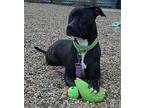 Genie American Pit Bull Terrier Young Female