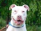 Blue American Pit Bull Terrier Adult Male
