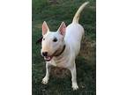 Minnie Bull Terrier Young Female
