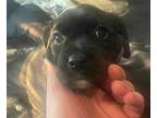 Tater Beagle Puppy Male