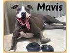 Mavis Pit Bull Terrier Adult Female