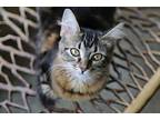 Loxie Domestic Mediumhair Kitten Female