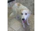 Adopt Hannah a Great Pyrenees, Collie