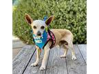 Godric Chihuahua Senior Male