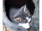 Ivy Faith Domestic Shorthair Kitten Female