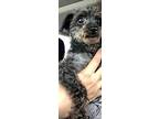 Blackie Toy Poodle Adult Male