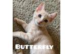 BUTTERFLY (Fly Girl) Domestic Shorthair Kitten Female