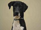 ZIP Great Dane Young Male