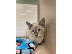 Adopt Kelley a Siamese