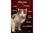 Billy Cat Domestic Shorthair Adult Male