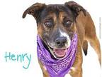 HENRY Black and Tan Coonhound Senior Male