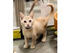 O'malley Domestic Shorthair Kitten Male