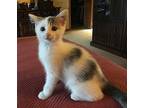 LOTTIE Domestic Mediumhair Kitten Female