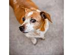 Kaley Jack Russell Terrier Senior Female