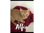 ALFIE Domestic Shorthair Kitten Male