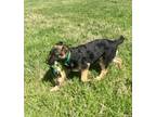 German Shepherd Dog Puppy for Sale - Adoption, Rescue
