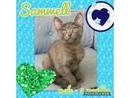 Samwell Domestic Shorthair Kitten Male