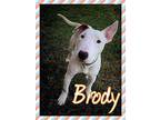 Brody Bull Terrier Young Male