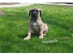 Mastiff Puppy for Sale - Adoption, Rescue