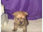 Norwich Terrier Puppy for Sale - Adoption, Rescue